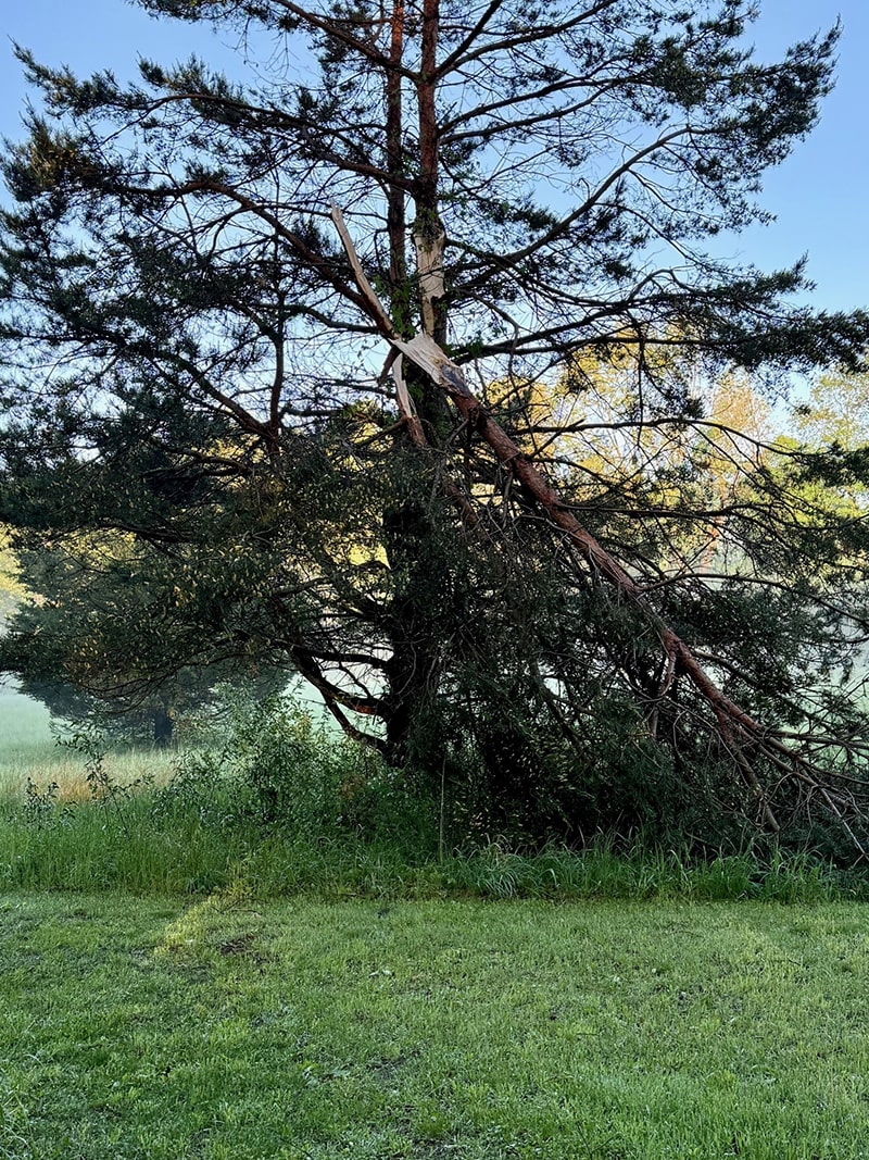 Image of a fallen pine tree branch, serviced by All American Tree Service.