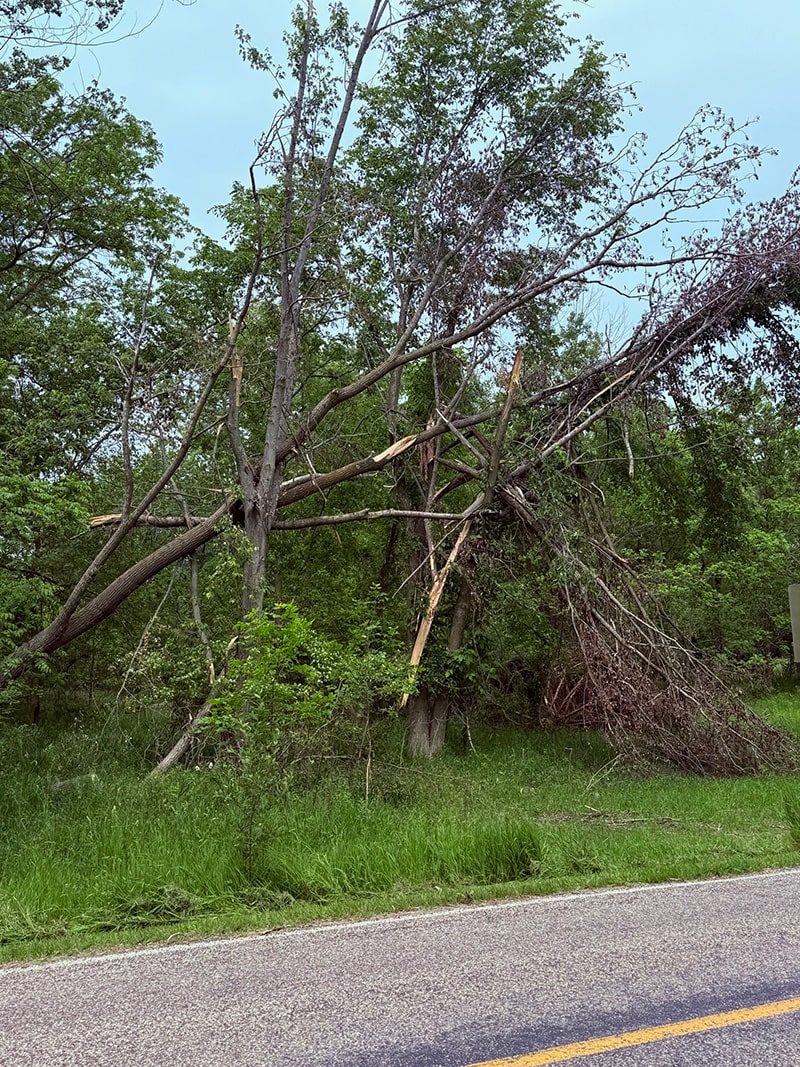 Image of several trees downed by a tornado, cleaned up and removed by All American Tree Service.