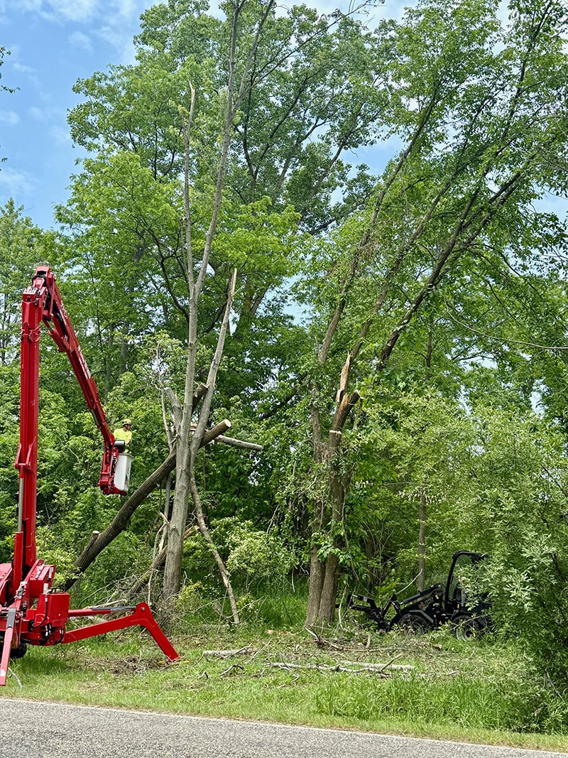 Image of the All American Tree Service crew cutting down branches using a spider crane.